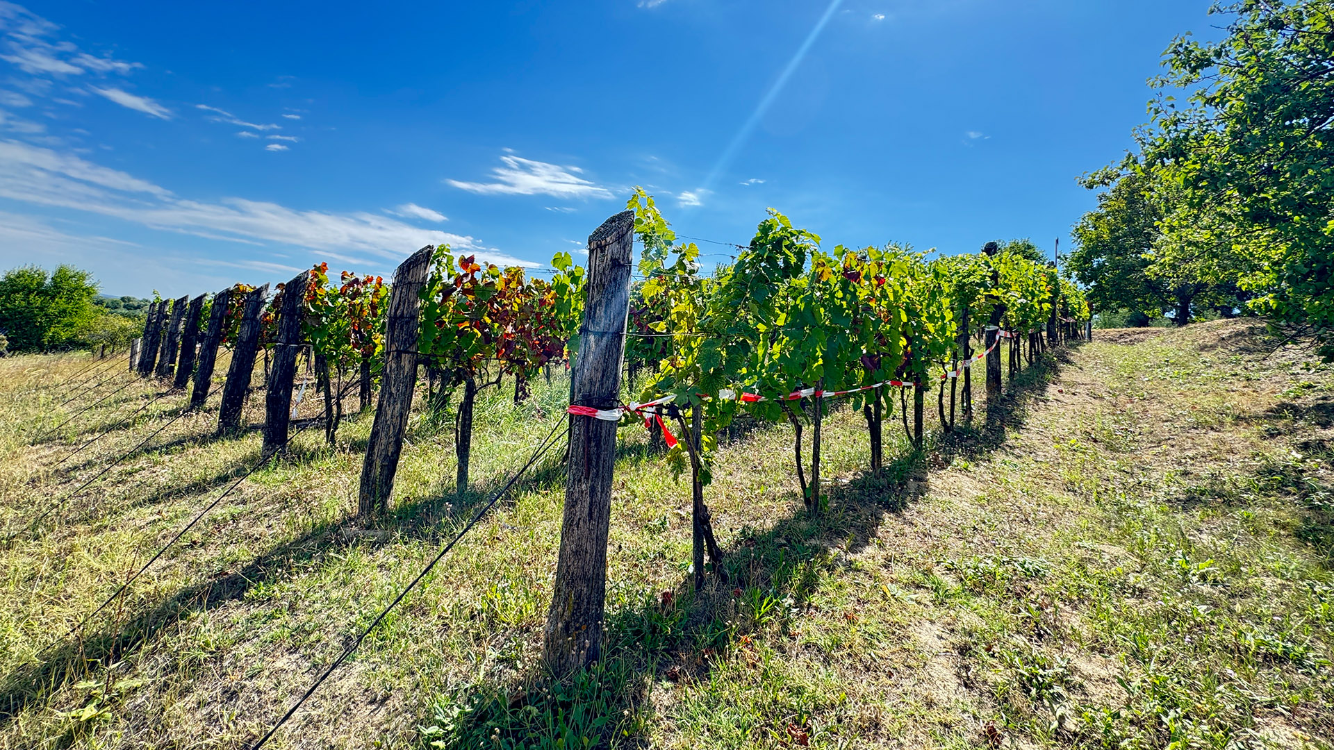 (BBA) Ruhe in der Natur und dennoch stadtnah – Immobilie am Weinberg von Marcali, photo 5 of 32