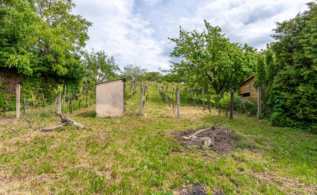 Vineyard house in a quiet location, with large grounds – Rezi, photo 8 of 13