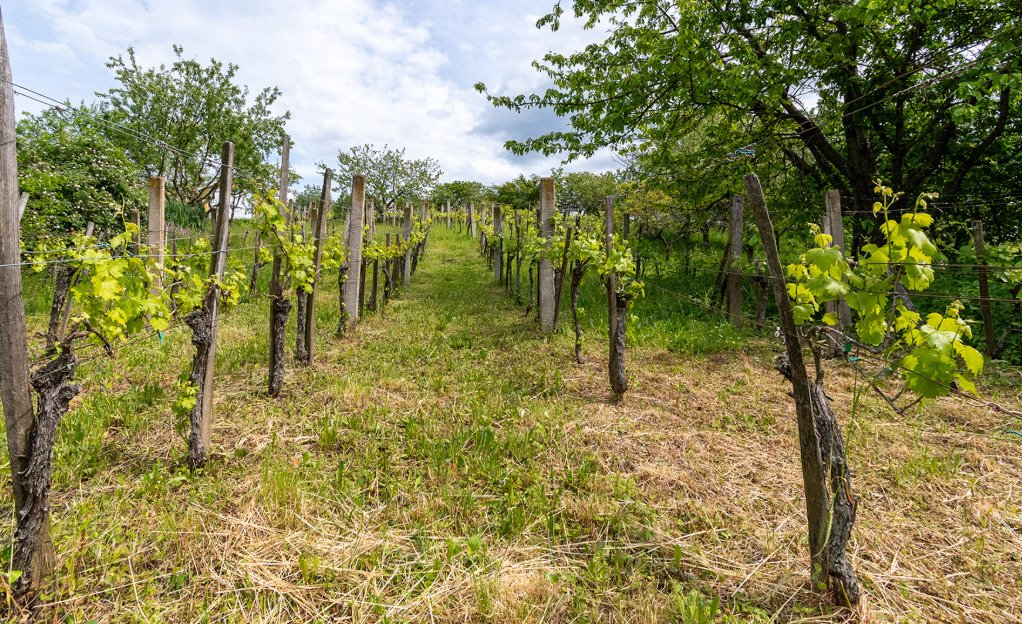 Vineyard house in a quiet location, with large grounds – Rezi, photo 9 of 13