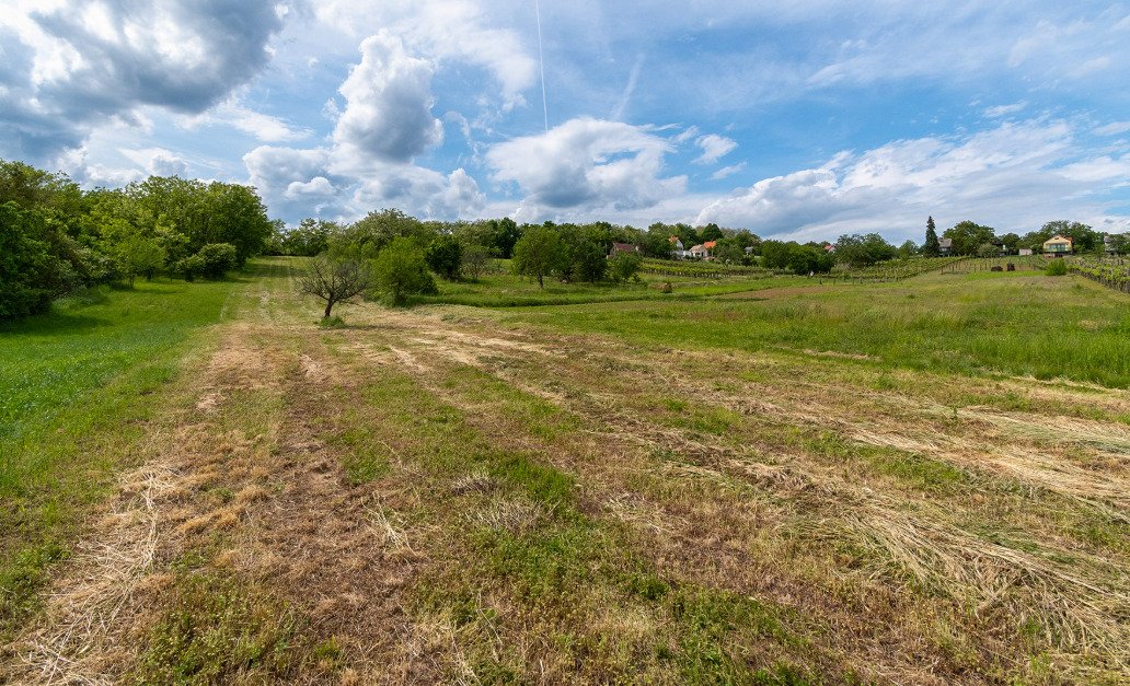 Vineyard house in a quiet location, with large grounds – Rezi, photo 11 of 13