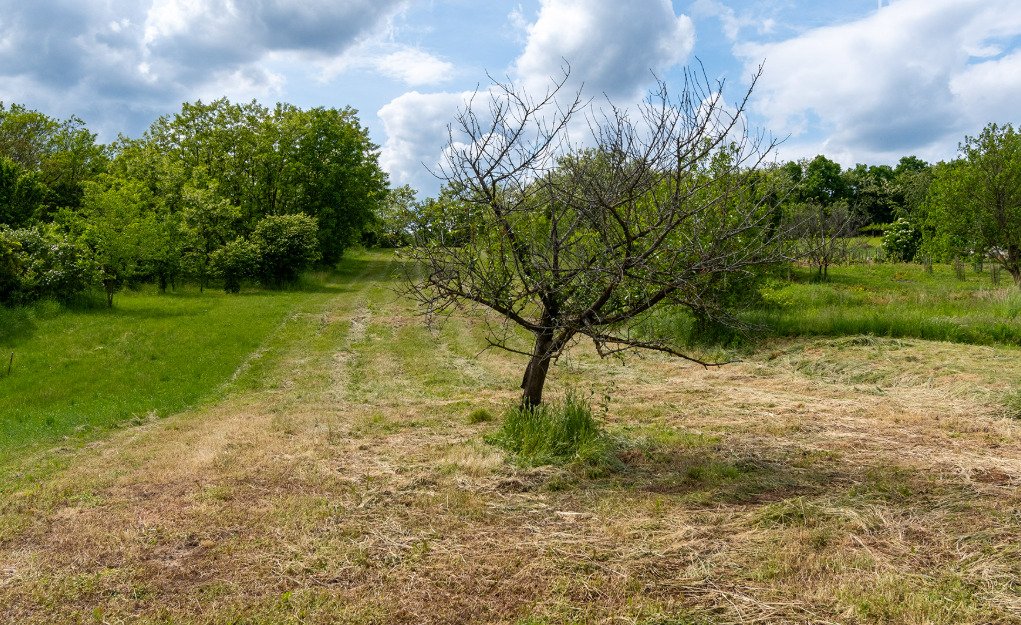 Vineyard house in a quiet location, with large grounds – Rezi, photo 12 of 13