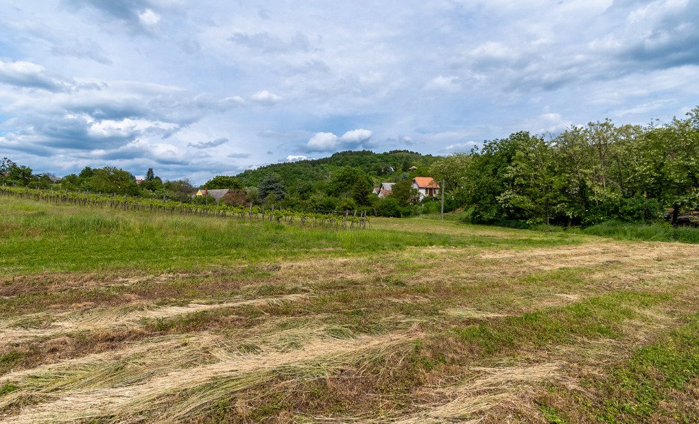 Vineyard house in a quiet location, with large grounds – Rezi, photo 13 of 13