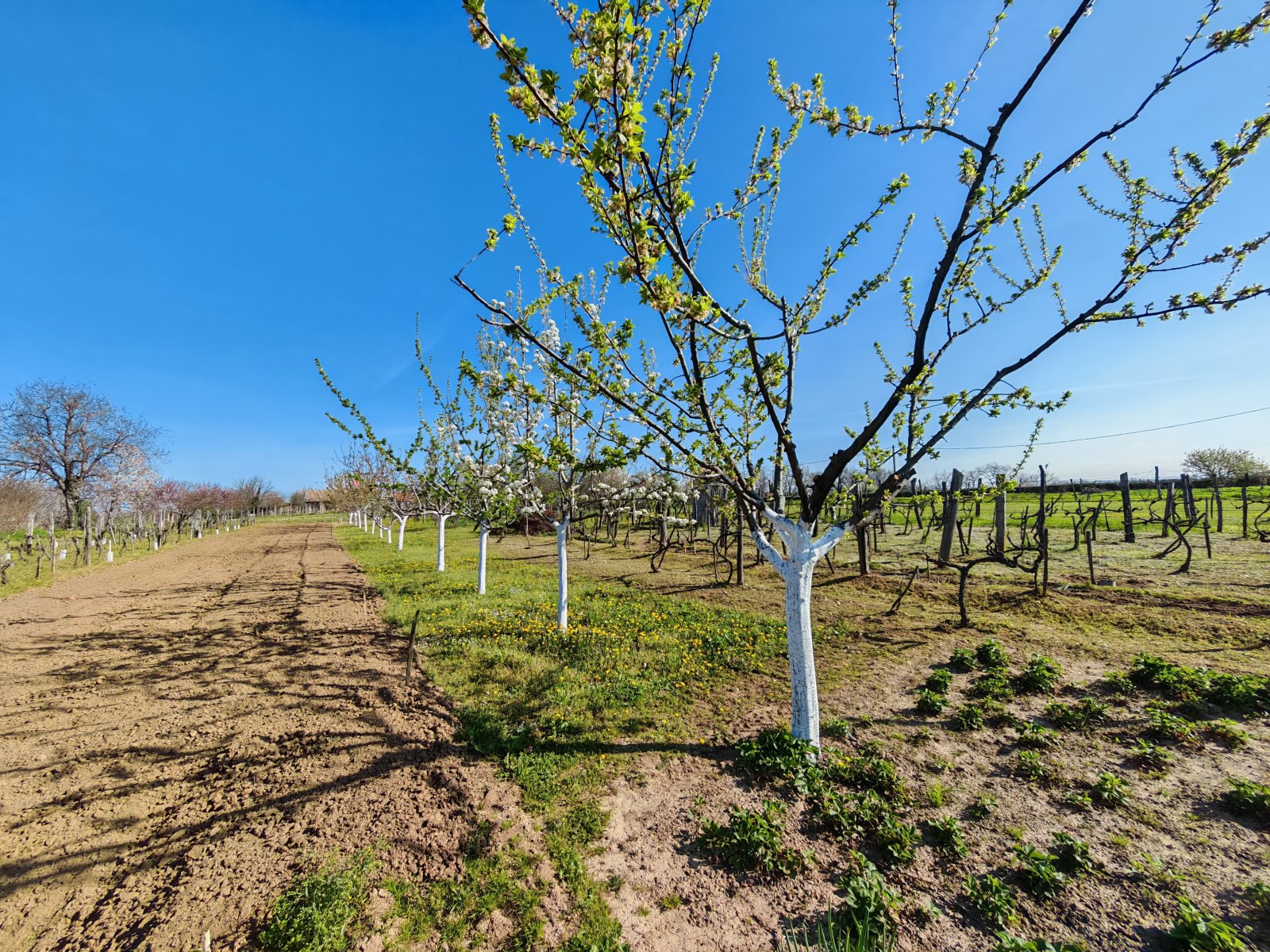 Wijngaardhuis op een rustige locatie – Marcali, foto 2 van 9