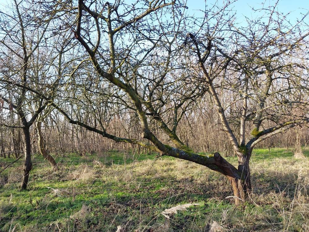 fenced garden plot – Bársonyos, photo 6 of 9
