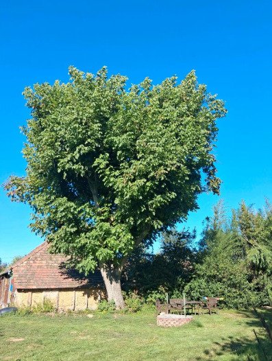 (B-A) Eingewachsenes Baugrundstück mit Werkstatt, Aufenthaltsraum und altem Baumbestand u – Türje, Bild 11 von 13