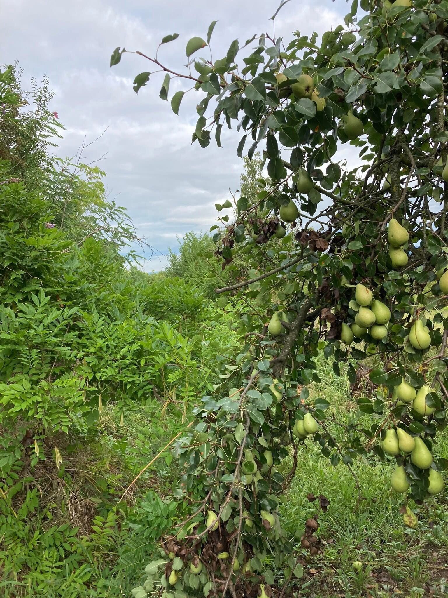 (ACA) Weinberghaus mit Balatonblick & traumhaftem Grundstück bei Héviz – Alsópáhok, Bild 10 von 21