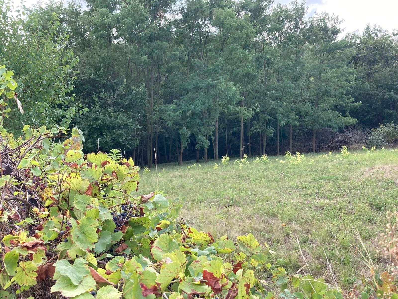 (ACA) Weinberghaus mit Balatonblick & traumhaftem Grundstück bei Héviz – Alsópáhok, Bild 20 von 21