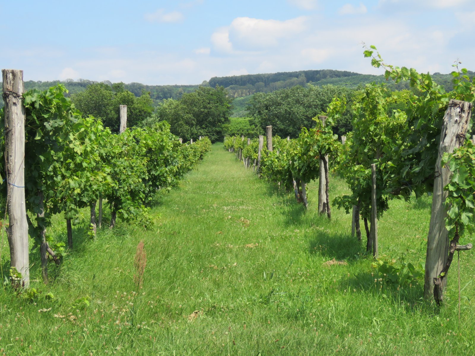 Completely renovated vineyard country house near Lake Balaton in Hungary – Szőlősgyörök, photo 7 of 32