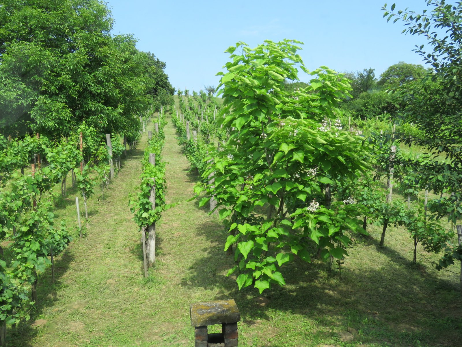 Completely renovated vineyard country house near Lake Balaton in Hungary – Szőlősgyörök, photo 11 of 32
