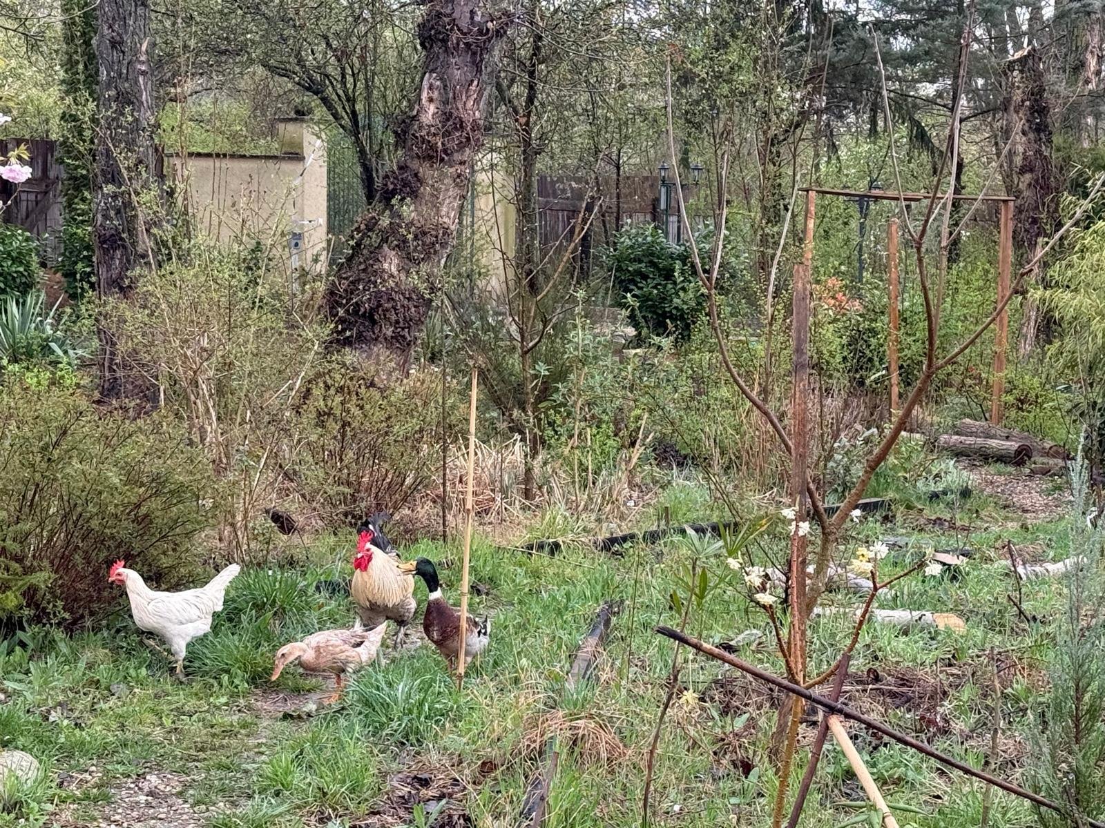 Exkluzív ingatlancsomag házzal, tóval és természeti paradicsommal - 4 hektárnyi tiszta magánélet! – bei Mosonmagyaróvár, 4/21. kép