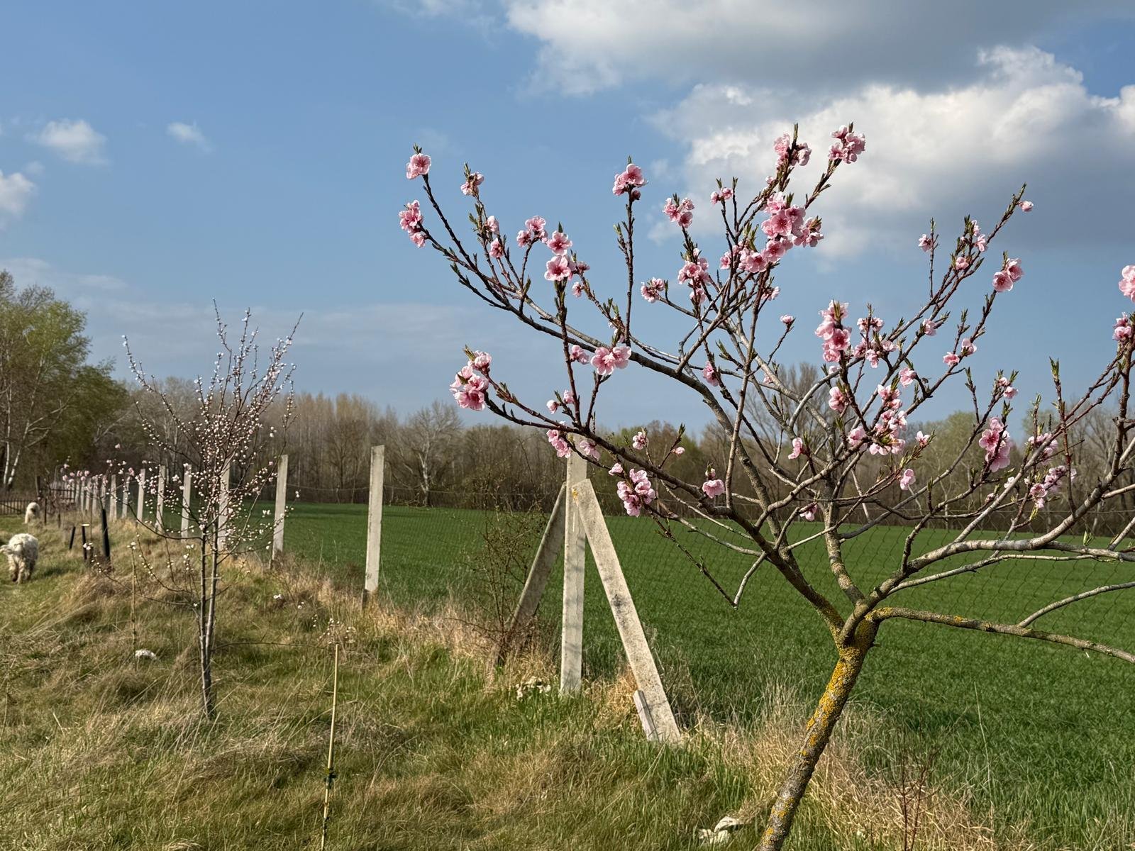 Exkluzív ingatlancsomag házzal, tóval és természeti paradicsommal - 4 hektárnyi tiszta magánélet! – bei Mosonmagyaróvár, 14/21. kép