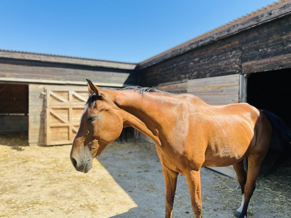 Zeer goed onderhouden vrijstaande woning & mogelijkheid tot paardenhouderij nabij Héviz (AAA), foto 6 van 22