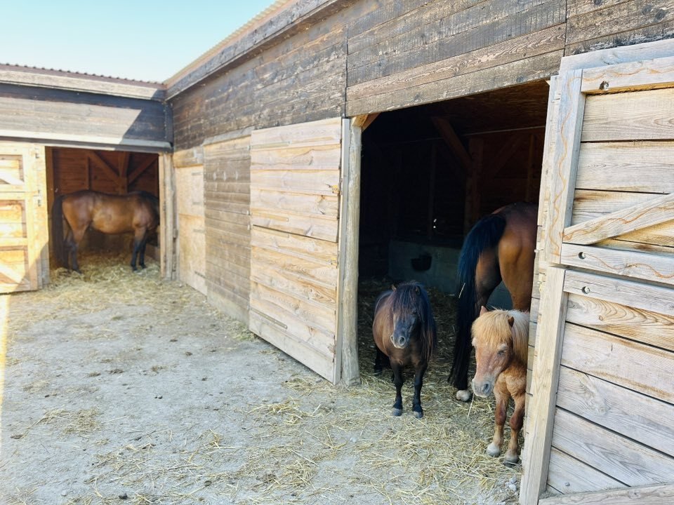 Zeer goed onderhouden vrijstaande woning & mogelijkheid tot paardenhouderij nabij Héviz (AAA), foto 13 van 22
