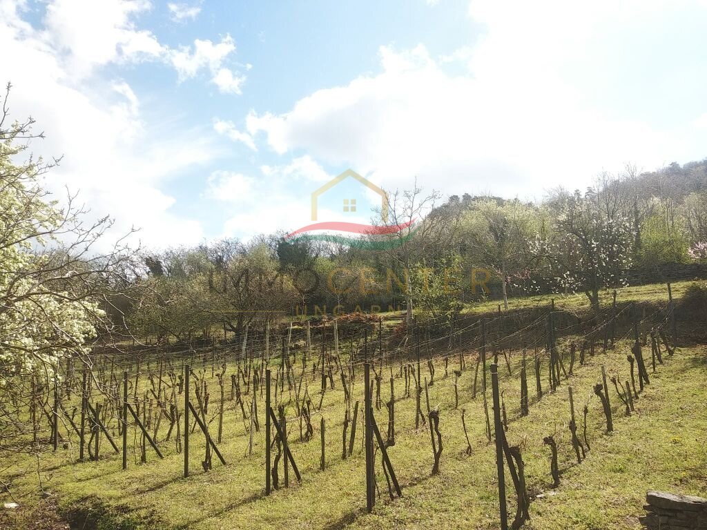 (ABA) Weinberg Pinze mit Panoramablick – bei Bazaltorgonák, Bild 1 von 9