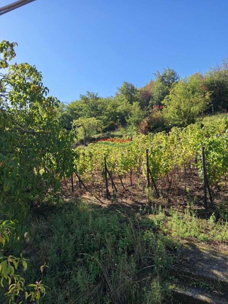 (ABA) Weinberg Pinze mit Panoramablick – bei Bazaltorgonák, Bild 2 von 9