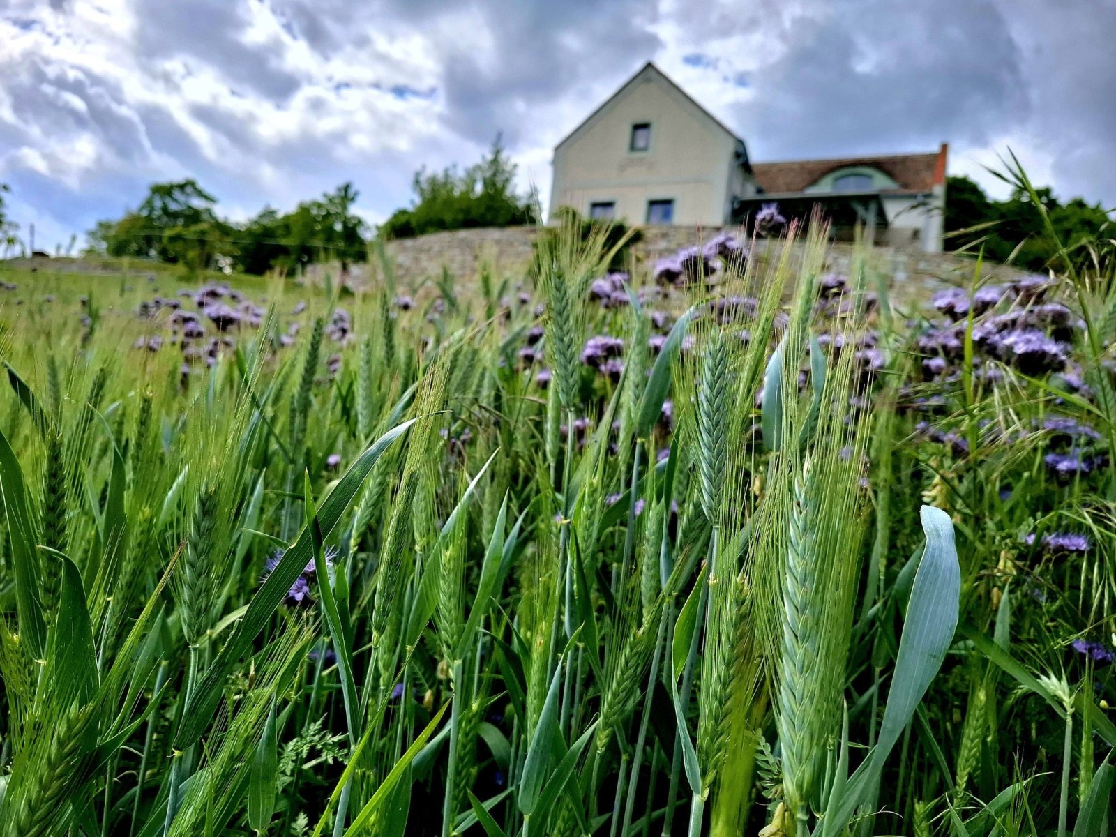 Exceptional properties combine nature, tranquility, comfort and independence across three plots of land. – bei Balatonszőlős, photo 7 of 34