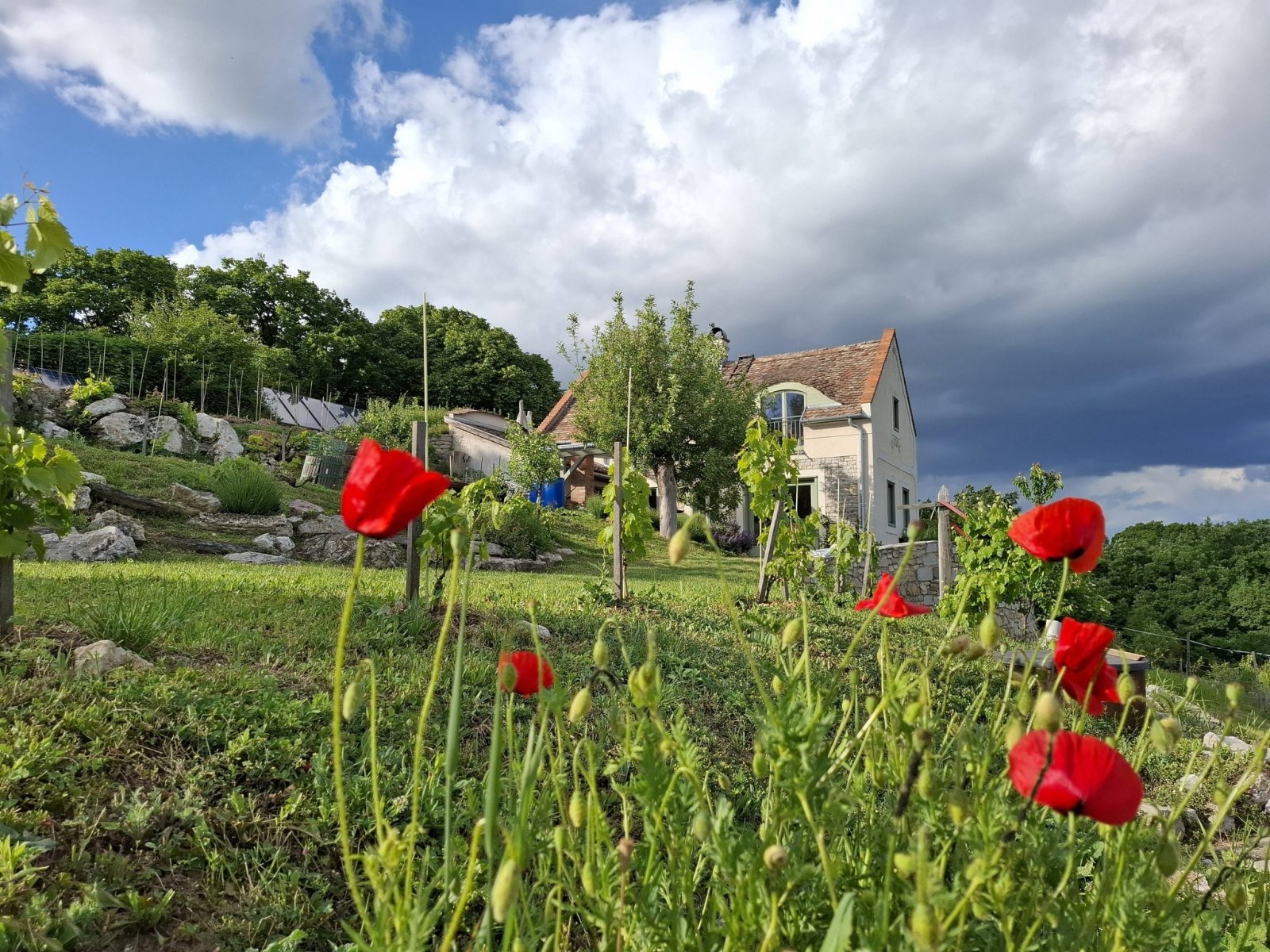 Exceptional properties combine nature, tranquility, comfort and independence across three plots of land. – bei Balatonszőlős, photo 11 of 34