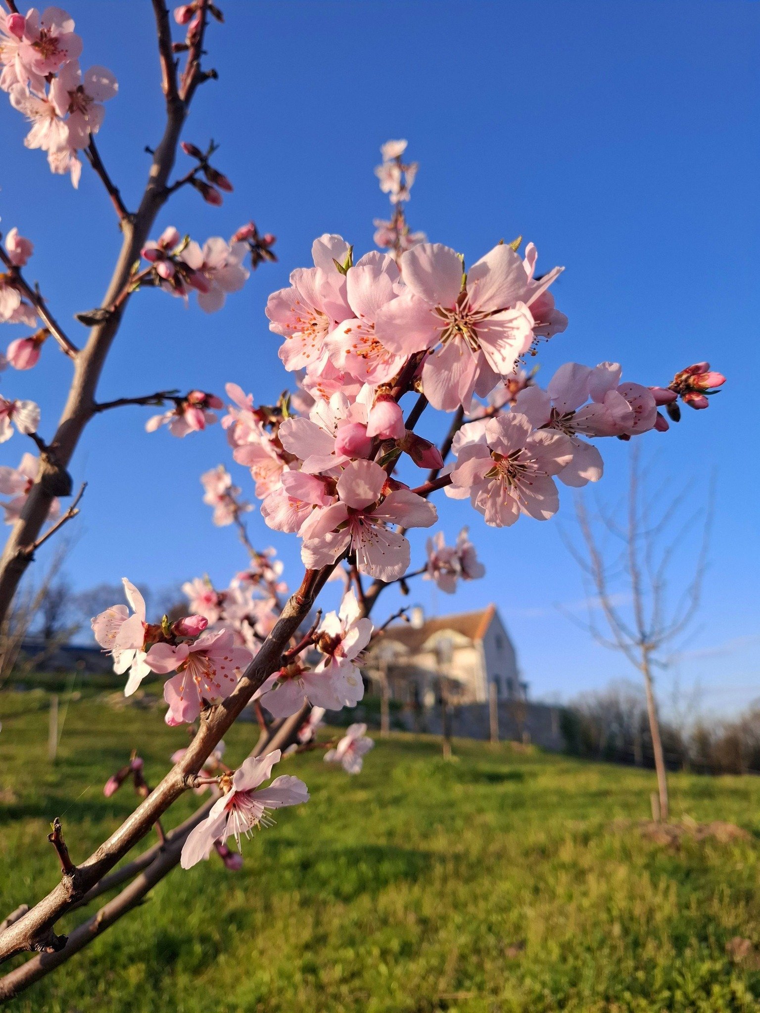 Exceptional properties combine nature, tranquility, comfort and independence across three plots of land. – bei Balatonszőlős, photo 23 of 34