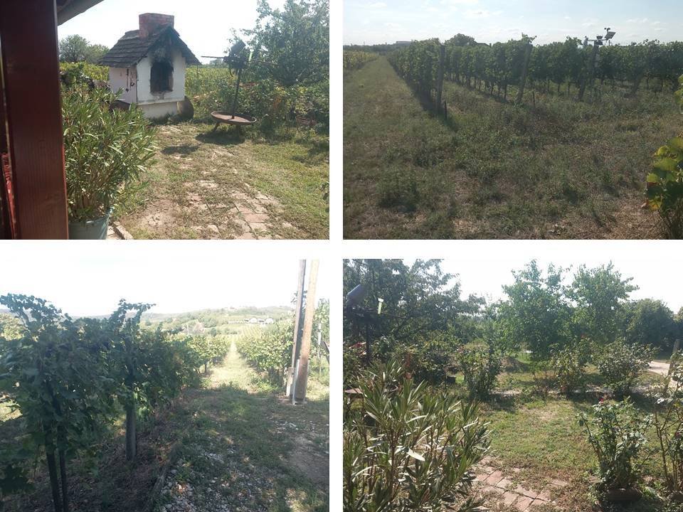 Beroemd wijnbouwershuis als pension of privé-landhuis (ABA-FB2873) – Siklós, foto 12 van 13