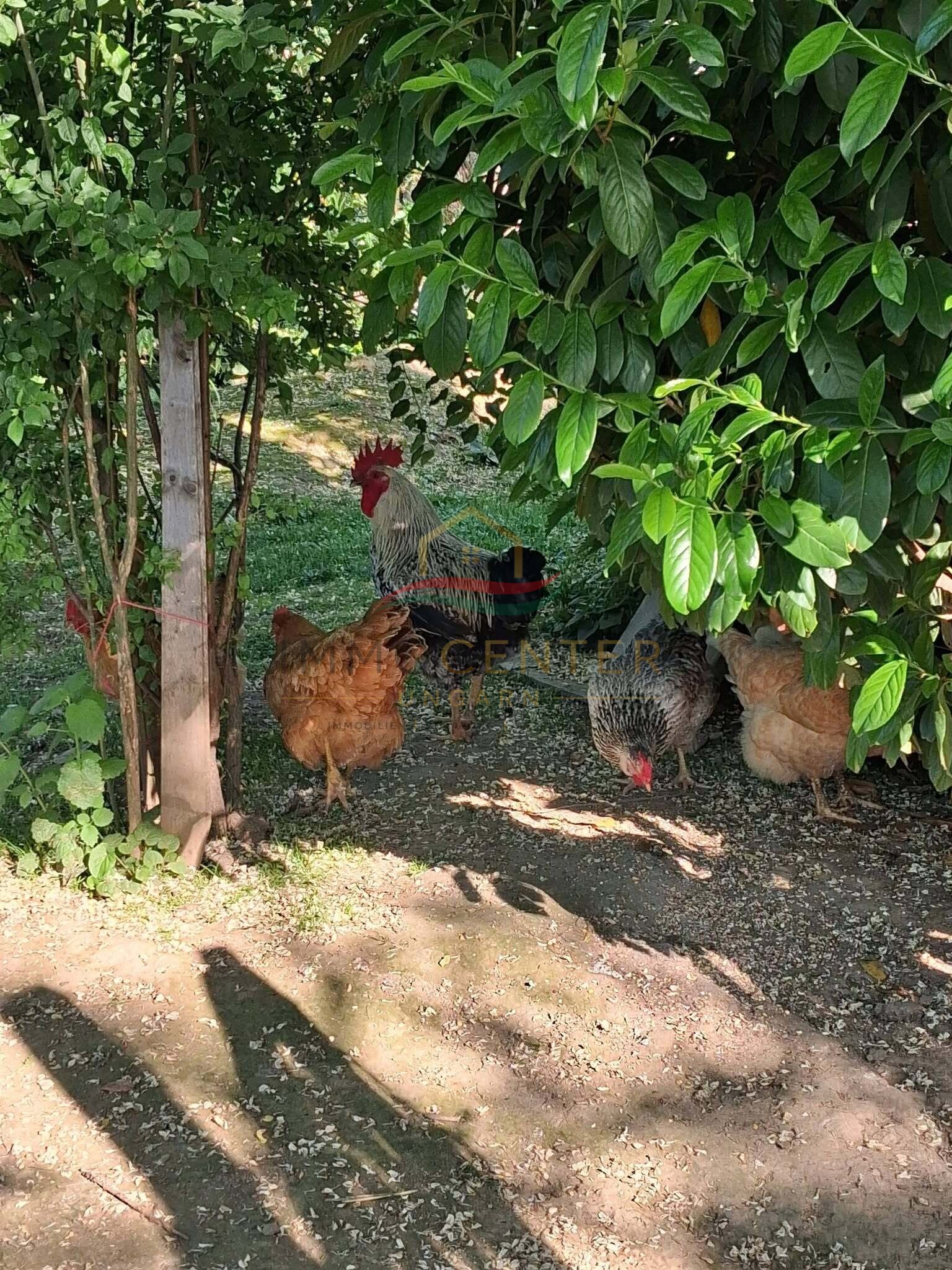 (BAA) Bio-Bauernhof in idyllischer Lage des südlichen Balaton-Hinterlandes – Bedegkér, Bild 27 von 31