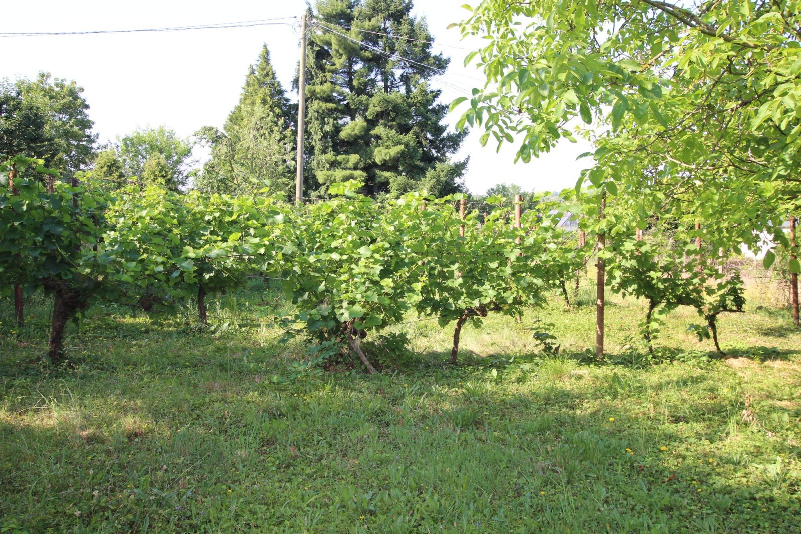 (ACA) Renovierungsbedürftiges  Weinberghaus in einer tollen Lage Nähe Balaton – Nagykanizsa, Bild 5 von 21