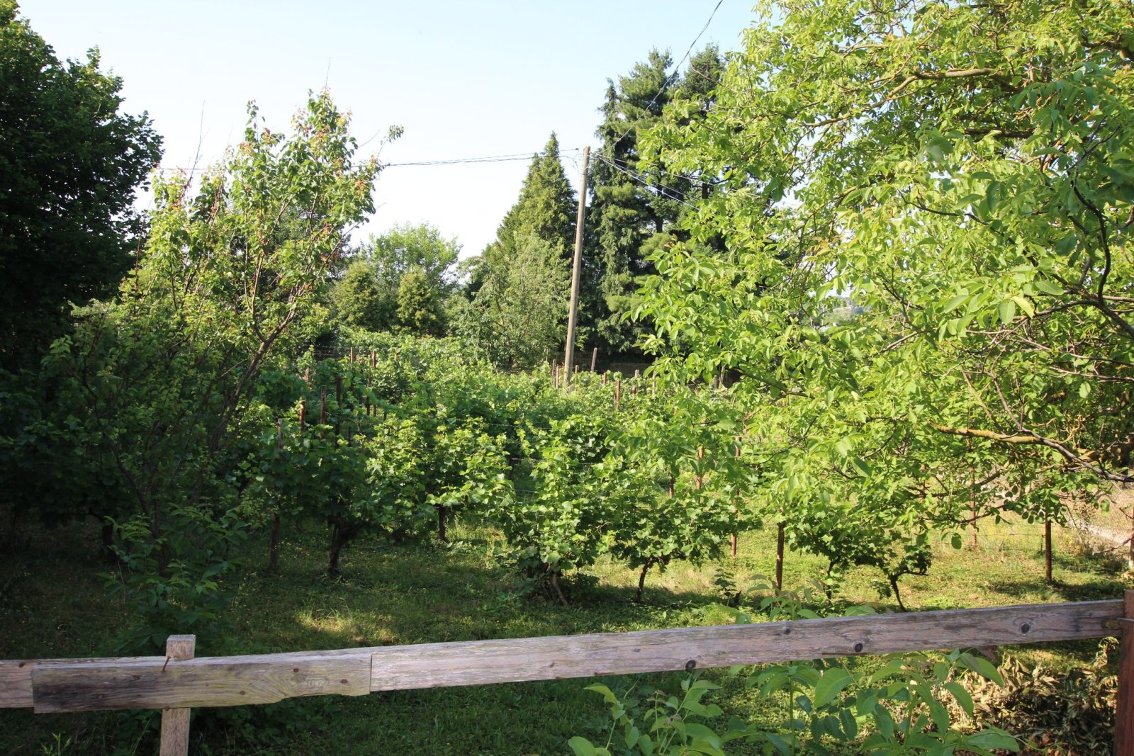 (ACA) Renovierungsbedürftiges  Weinberghaus in einer tollen Lage Nähe Balaton – Nagykanizsa, Bild 7 von 21