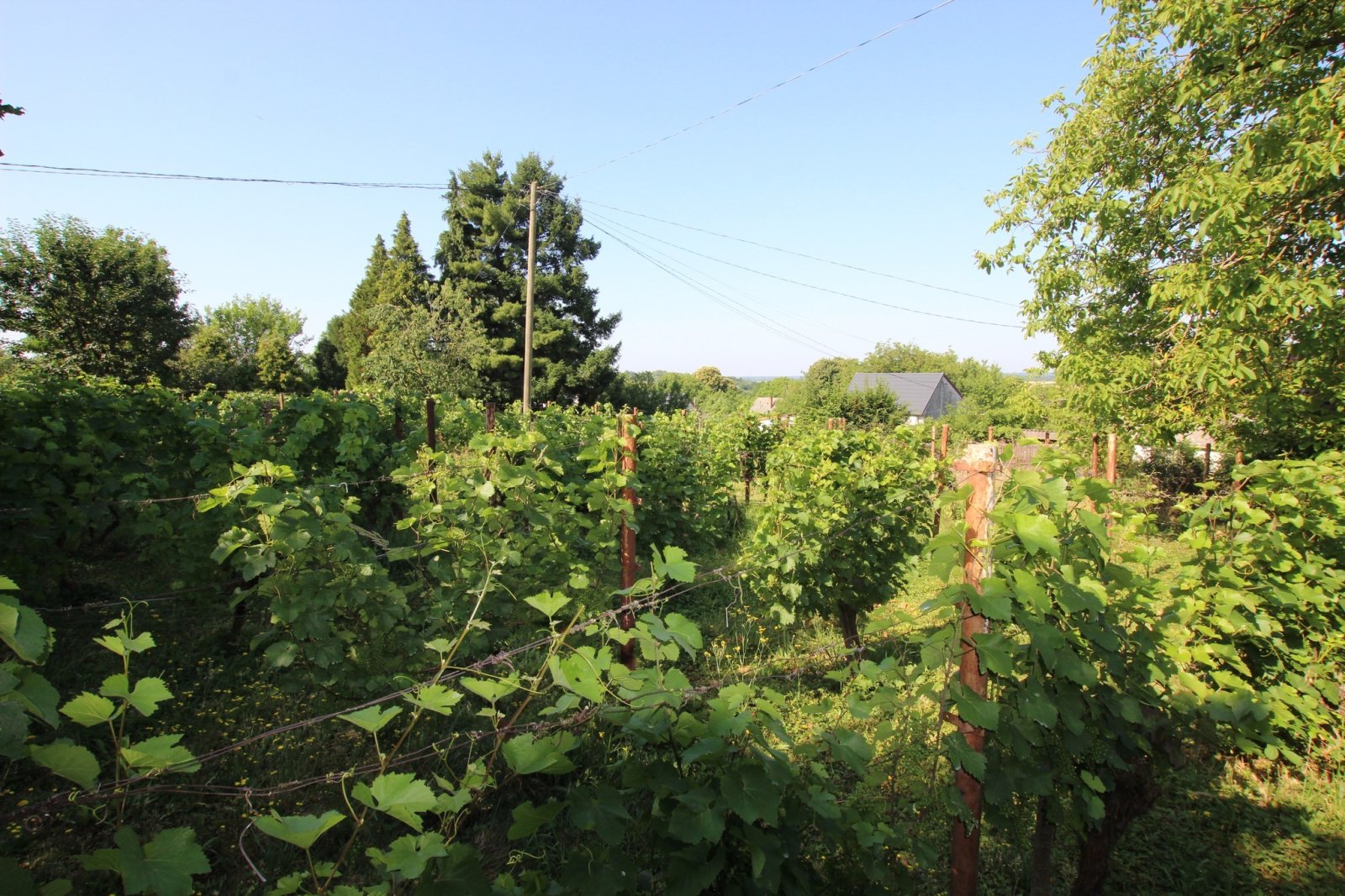 (ACA) Renovierungsbedürftiges  Weinberghaus in einer tollen Lage Nähe Balaton – Nagykanizsa, Bild 21 von 21