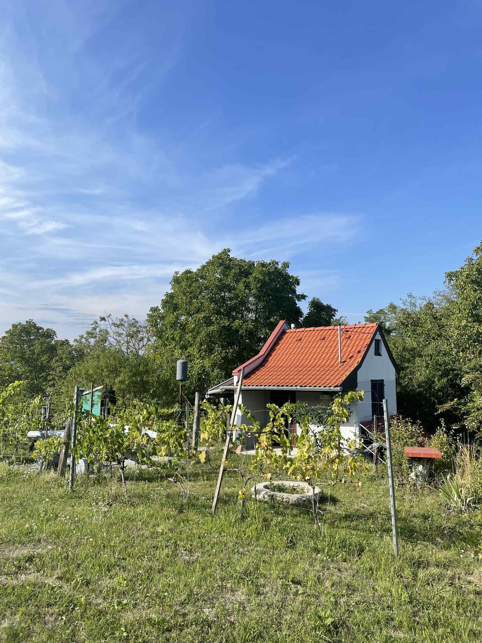 (ACA) Weinberg Pinze mit Panoramablick – Zalaistvánd, Bild 1 von 10
