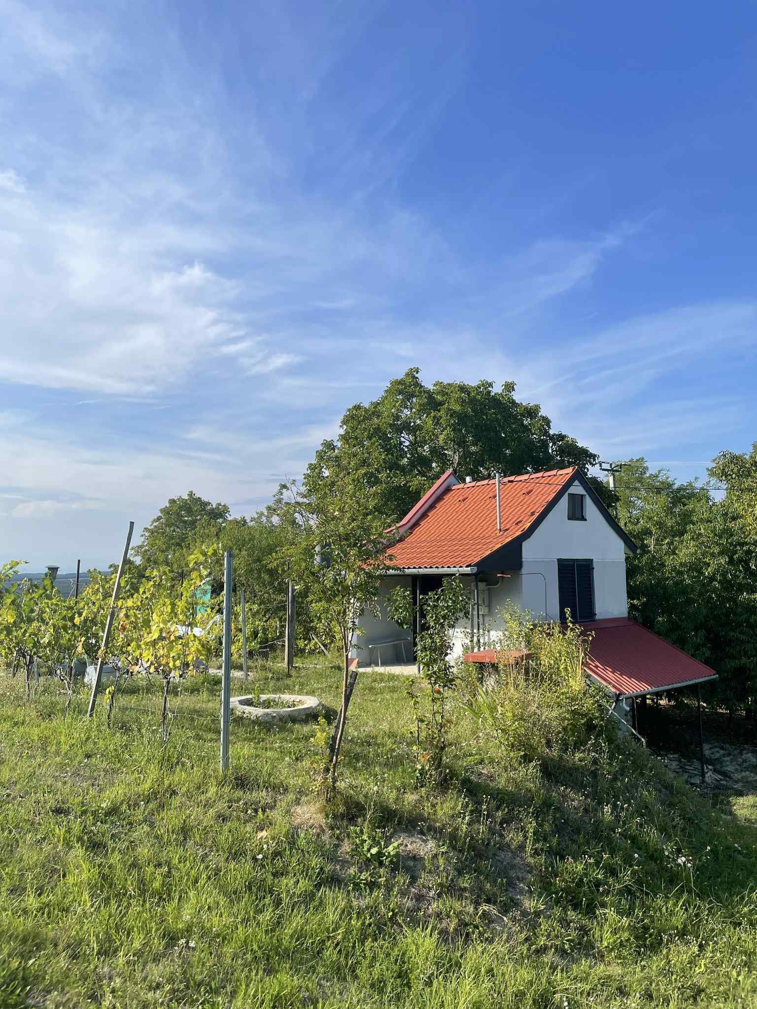 (ACA) Weinberg Pinze mit Panoramablick – Zalaistvánd, Bild 2 von 10