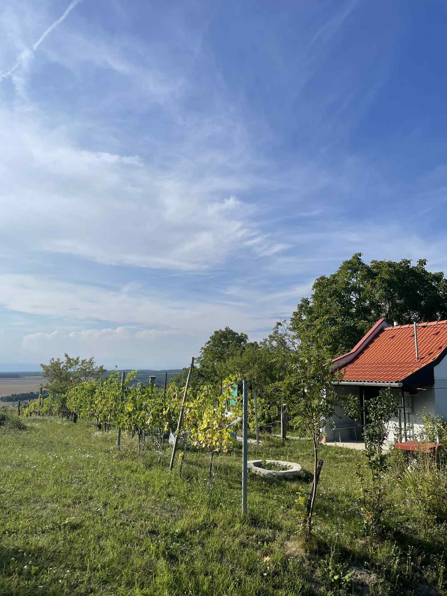 (ACA) Weinberg Pinze mit Panoramablick – Zalaistvánd, Bild 3 von 10