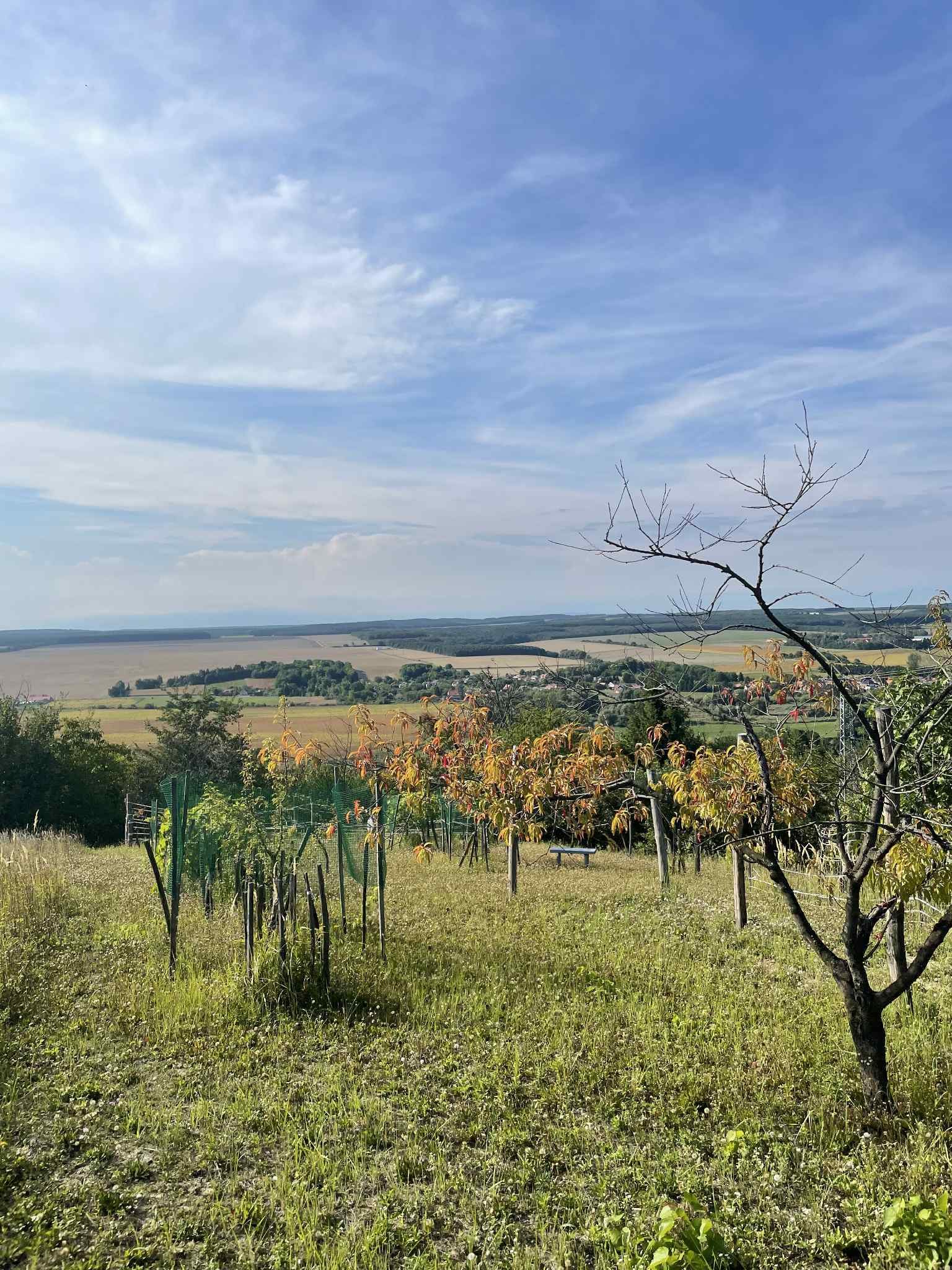 (ACA) Weinberg Pinze mit Panoramablick – Zalaistvánd, Bild 5 von 10