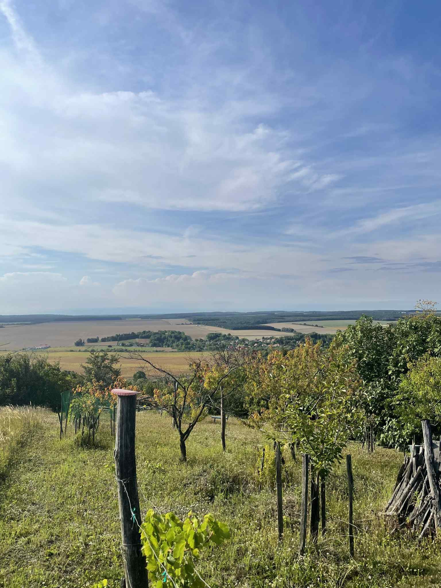 (ACA) Weinberg Pinze mit Panoramablick – Zalaistvánd, Bild 6 von 10