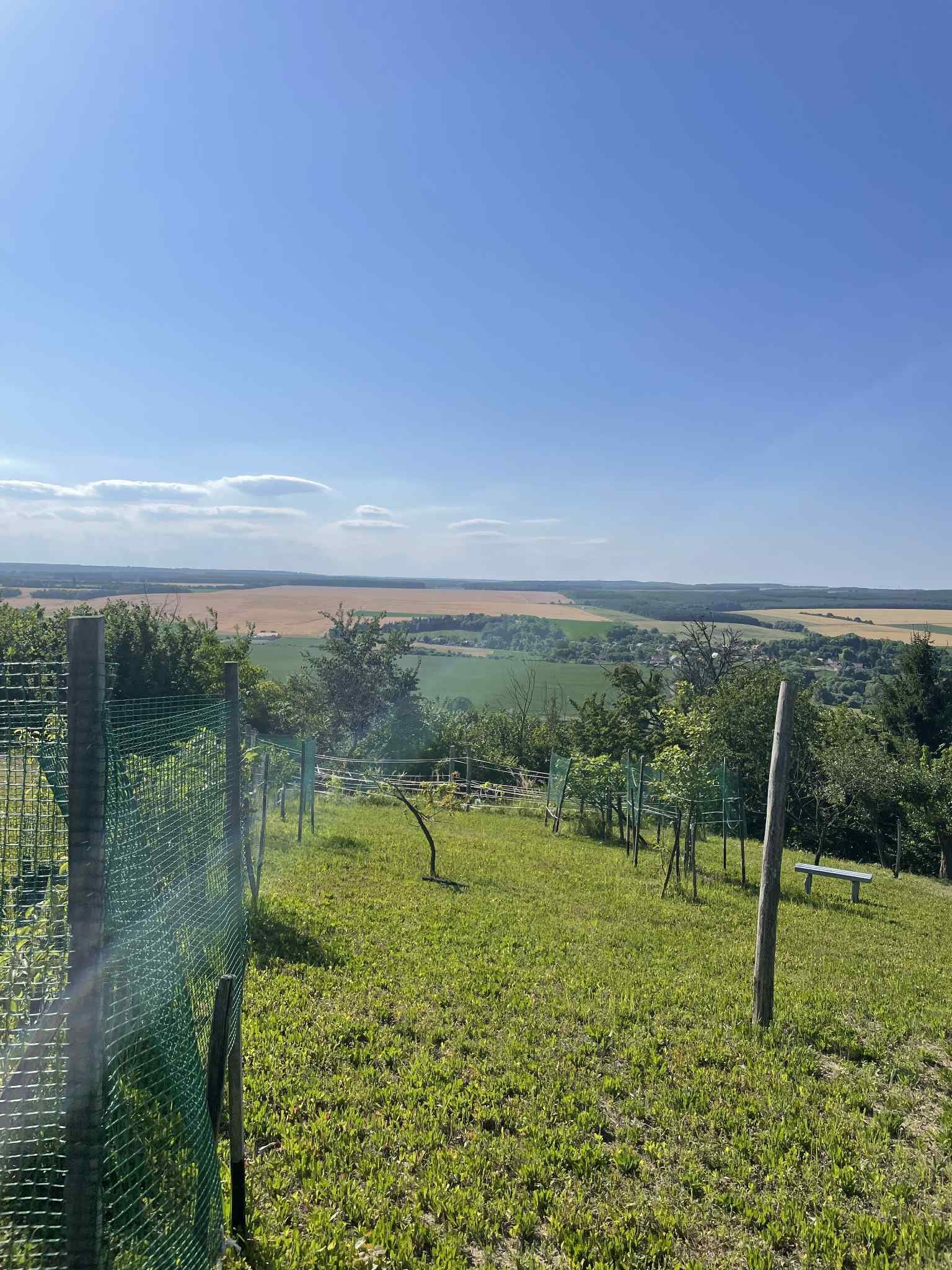 (ACA) Weinberg Pinze mit Panoramablick – Zalaistvánd, Bild 7 von 10