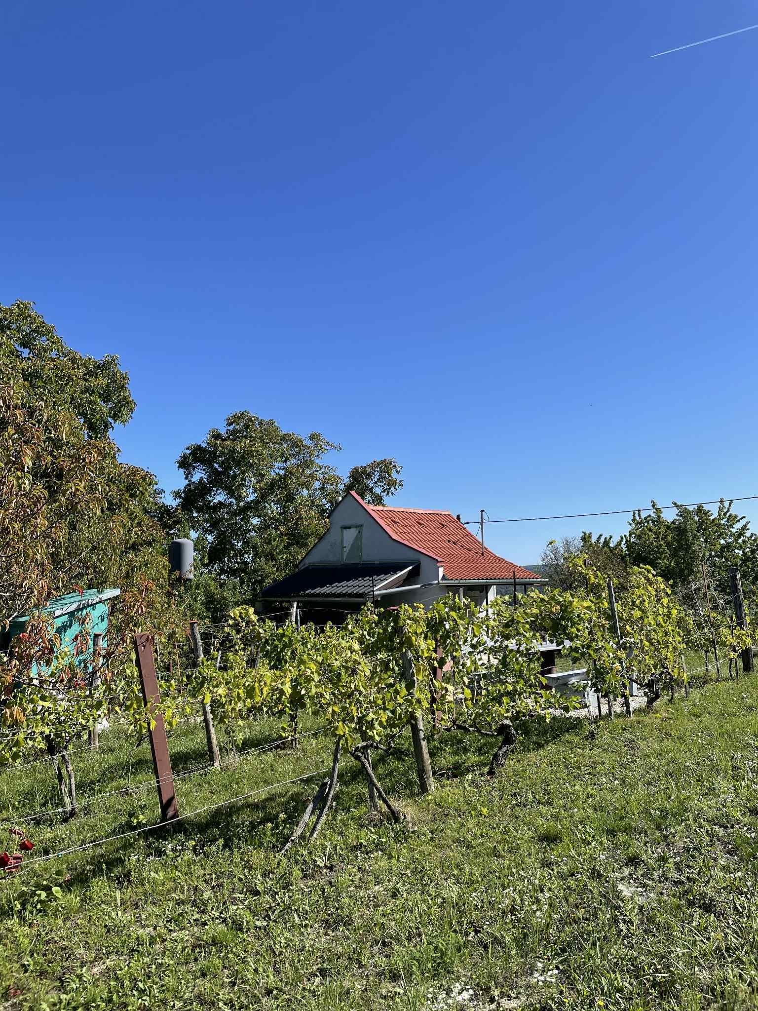 (ACA) Weinberg Pinze mit Panoramablick – Zalaistvánd, Bild 8 von 10