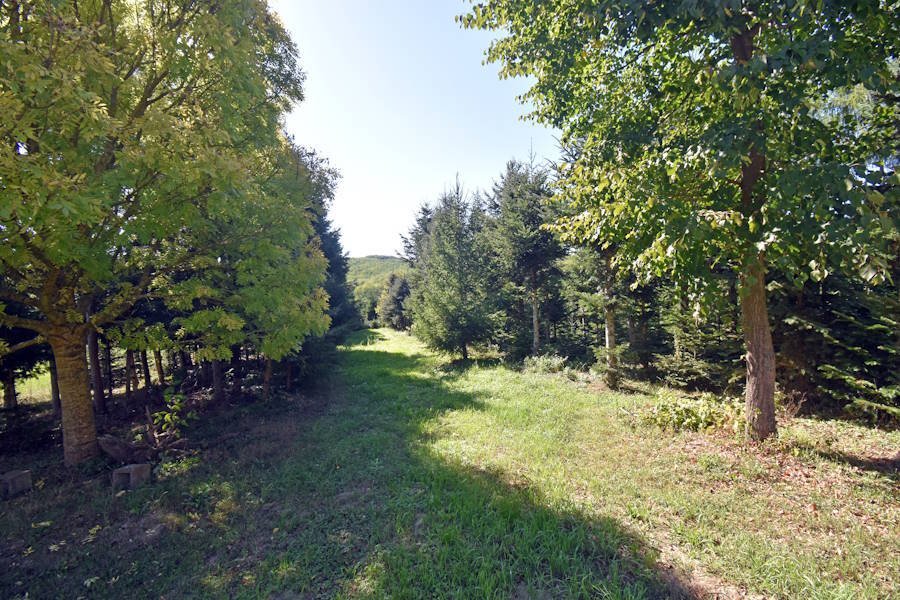 Rustig gelegen boerderij met groot perceel en hal (BBA-FER0610) – Porrogszentpál, foto 29 van 29