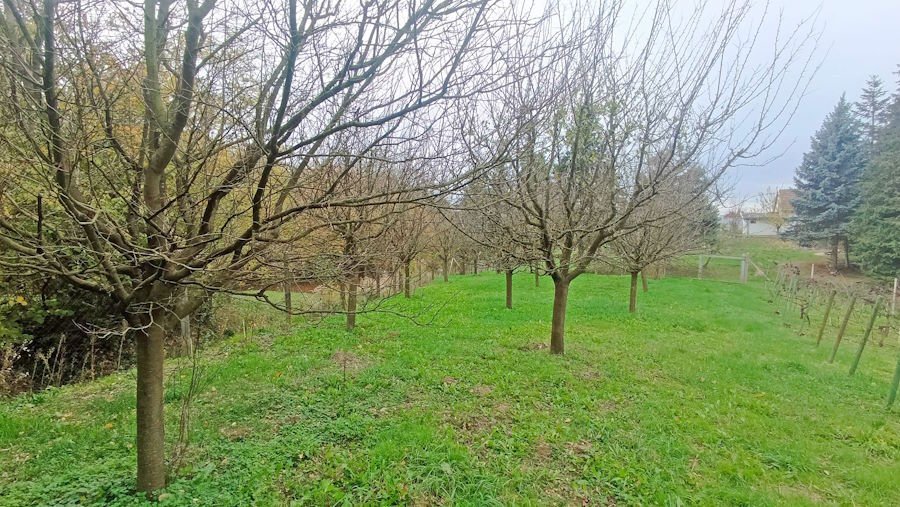 (ABA) Small vineyard cottage in almost secluded location, available immediately – Gelse, photo 22 of 23