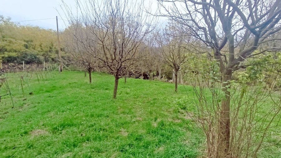 (ABA) Small vineyard cottage in almost secluded location, available immediately – Gelse, photo 23 of 23