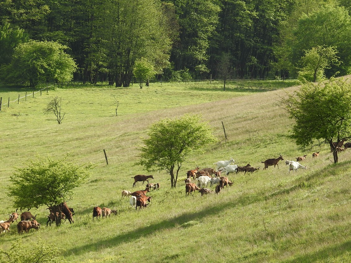 Bauernhof & Käserei im Ökodorf und Naturschutzgebiet in Westungarn – Ibafa, photo 3 of 40