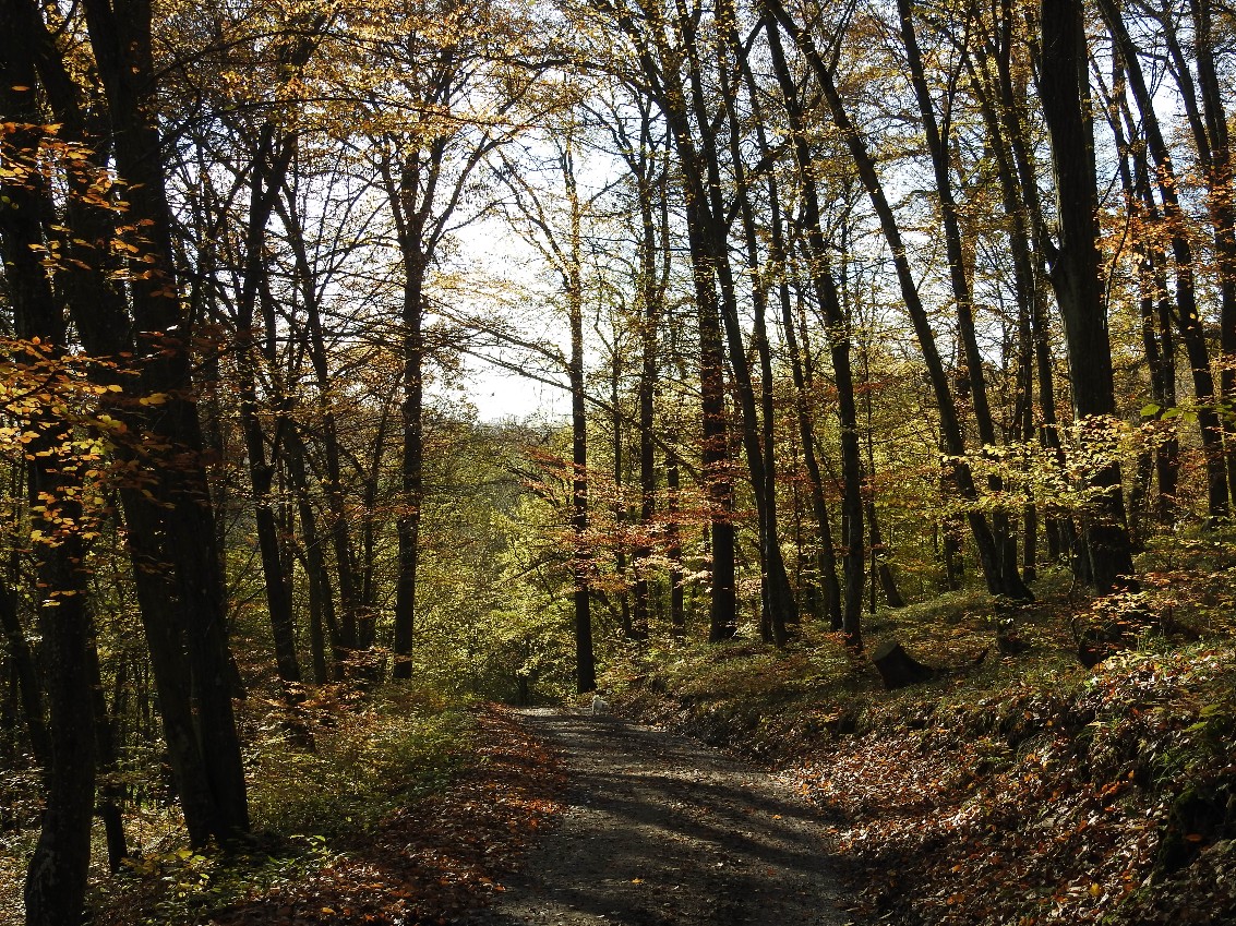 Bauernhof & Käserei im Ökodorf und Naturschutzgebiet in Westungarn – Ibafa, photo 23 of 40