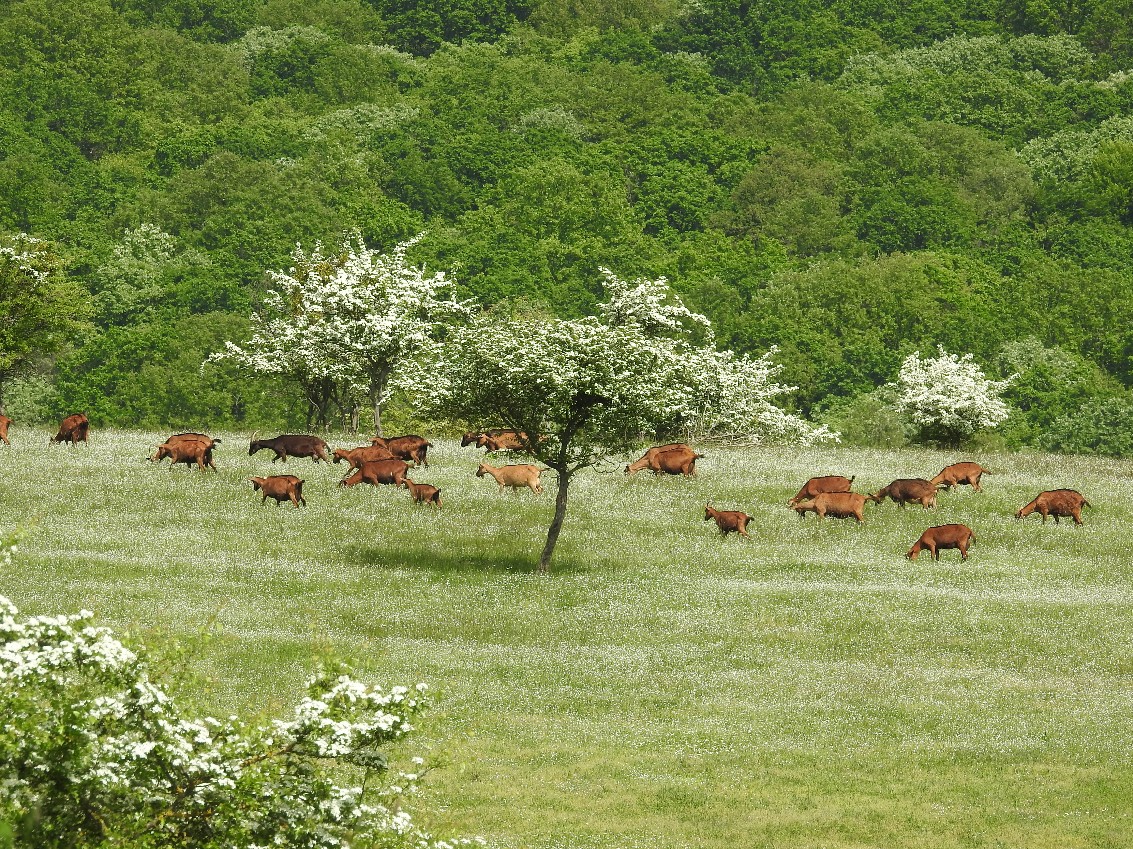 Bauernhof & Käserei im Ökodorf und Naturschutzgebiet in Westungarn – Ibafa, photo 24 of 40