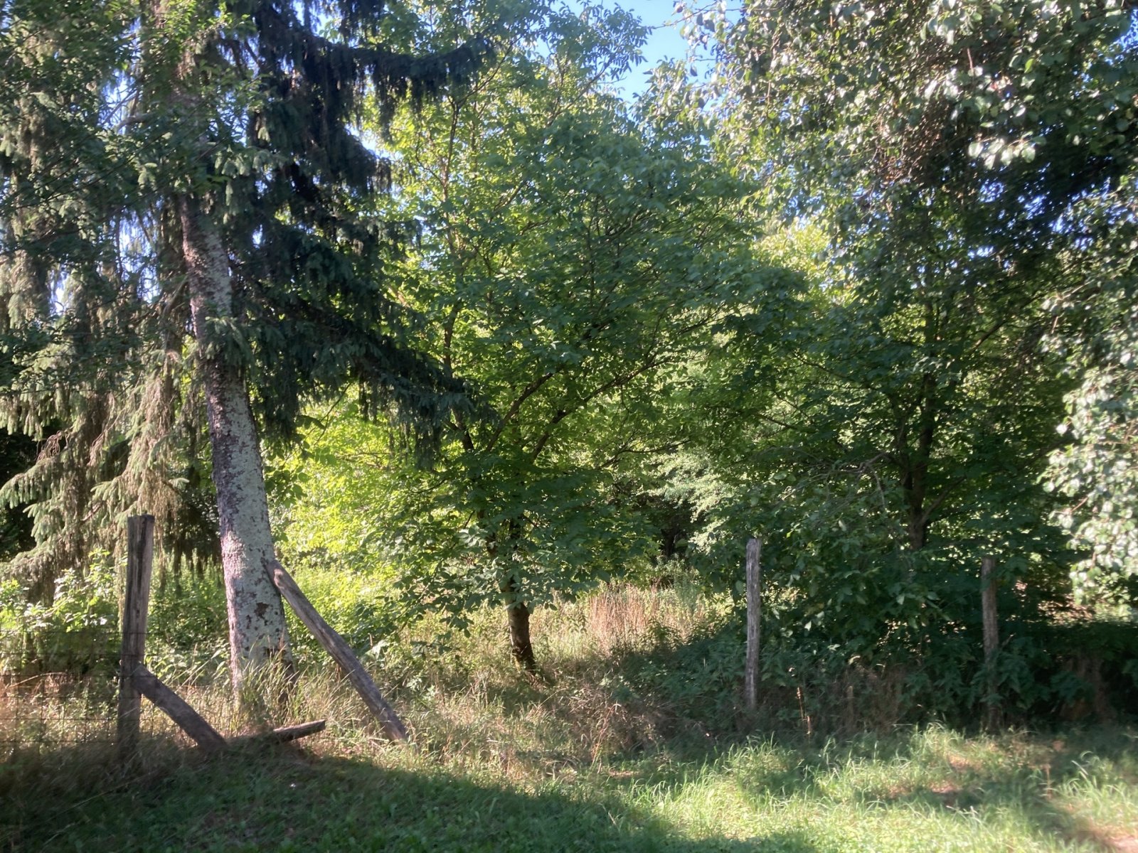 Vendégház gyönyörű természeti környezetben az Őrségi Nemzeti Parkban – Hegyhátszentjakab, 21/21. kép
