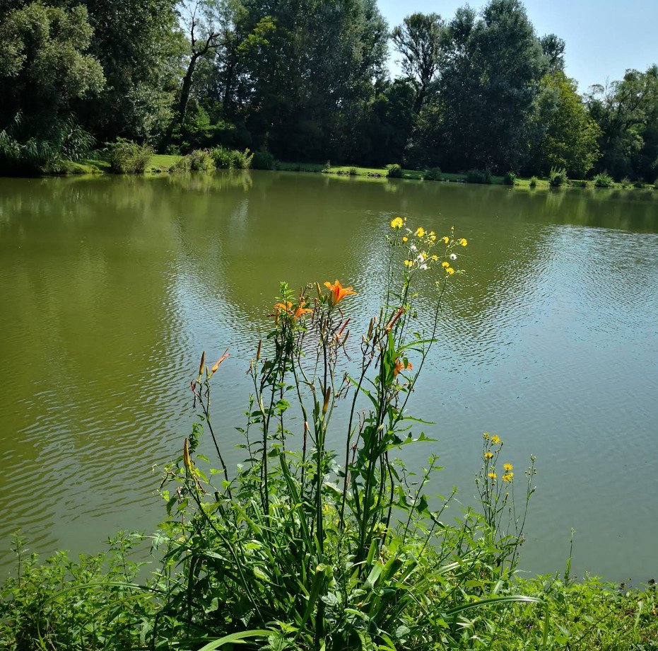 Exklusives Freizeit- und Investitionsobjekt: Gepflegter Angelsee in Top-Lage bei Pécs – Szalánta, Bild 1 von 17