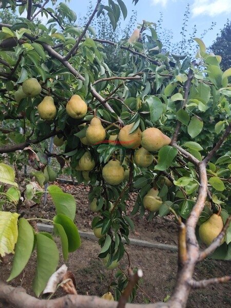 (AAA) Mediterranes Lebensgefühl in Balatongyörök - Palmengarten, Wintergarten und separater Gästebereich, 24/27. kép