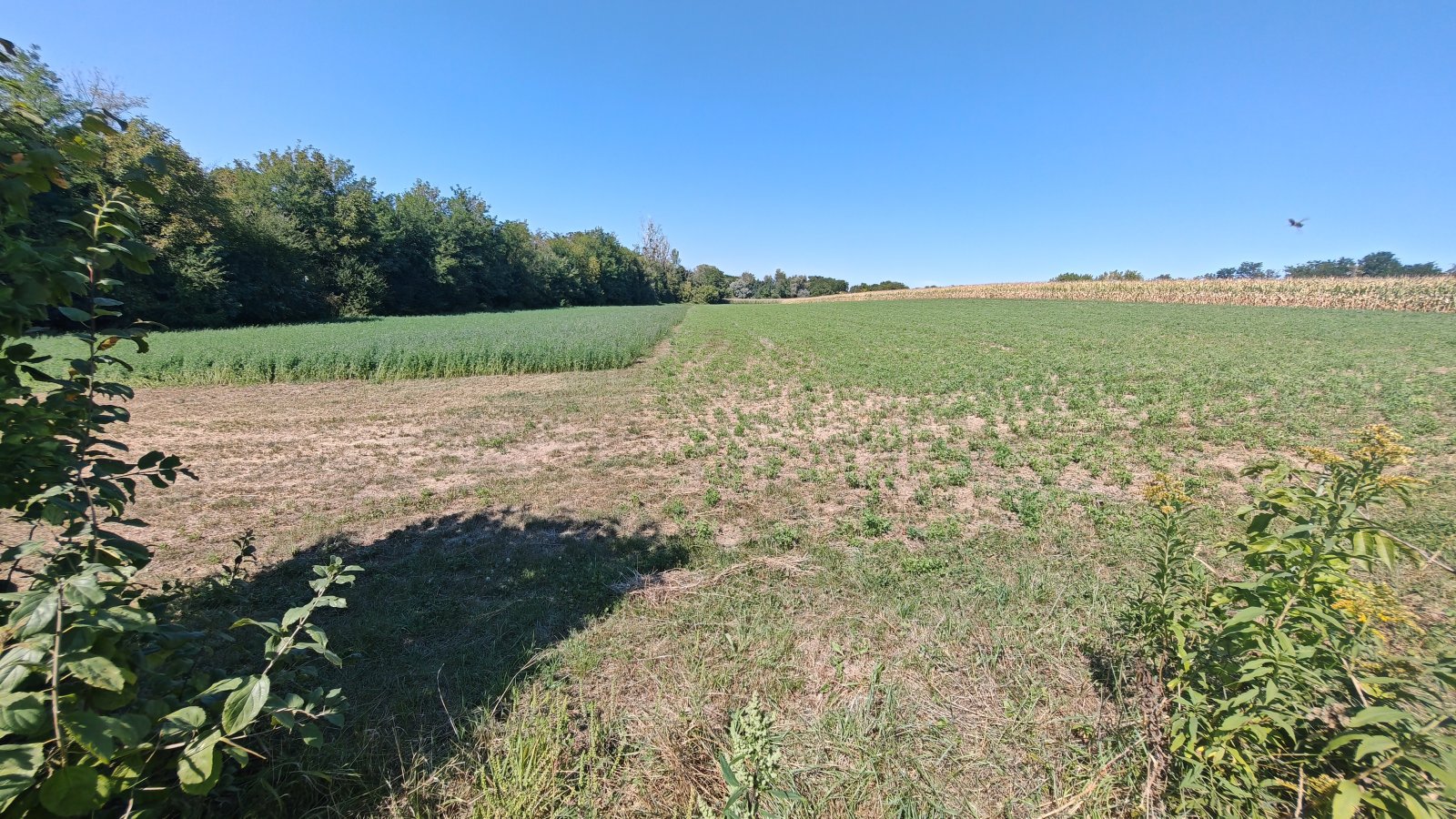 Álomingatlan Magyarországon: 25 800 m² telek, 180 m² lakótér - ideális lótartásra és önellátásra (AAA) – bei Somogyvár, 32/32. kép