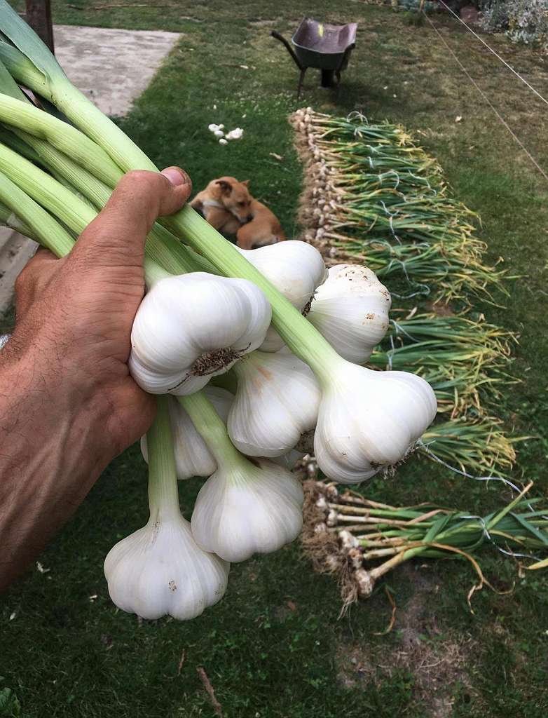 Natuurdorp Balaton: Verwezenlijk uw droom van zelfvoorzienend leven – bei Lengyeltóti, foto 14 van 59