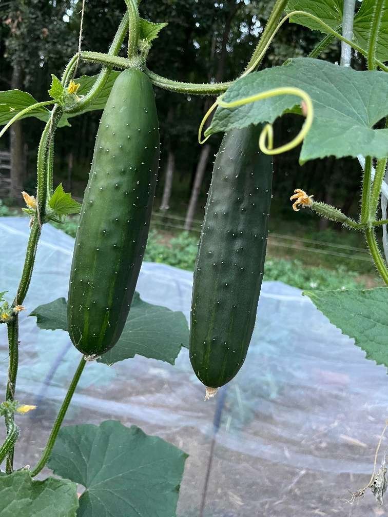 Natuurdorp Balaton: Verwezenlijk uw droom van zelfvoorzienend leven – bei Lengyeltóti, foto 20 van 59