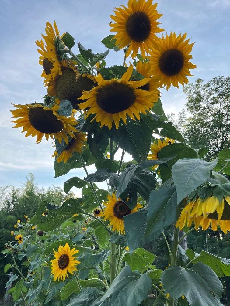 Natuurdorp Balaton: Verwezenlijk uw droom van zelfvoorzienend leven – bei Lengyeltóti, foto 27 van 59