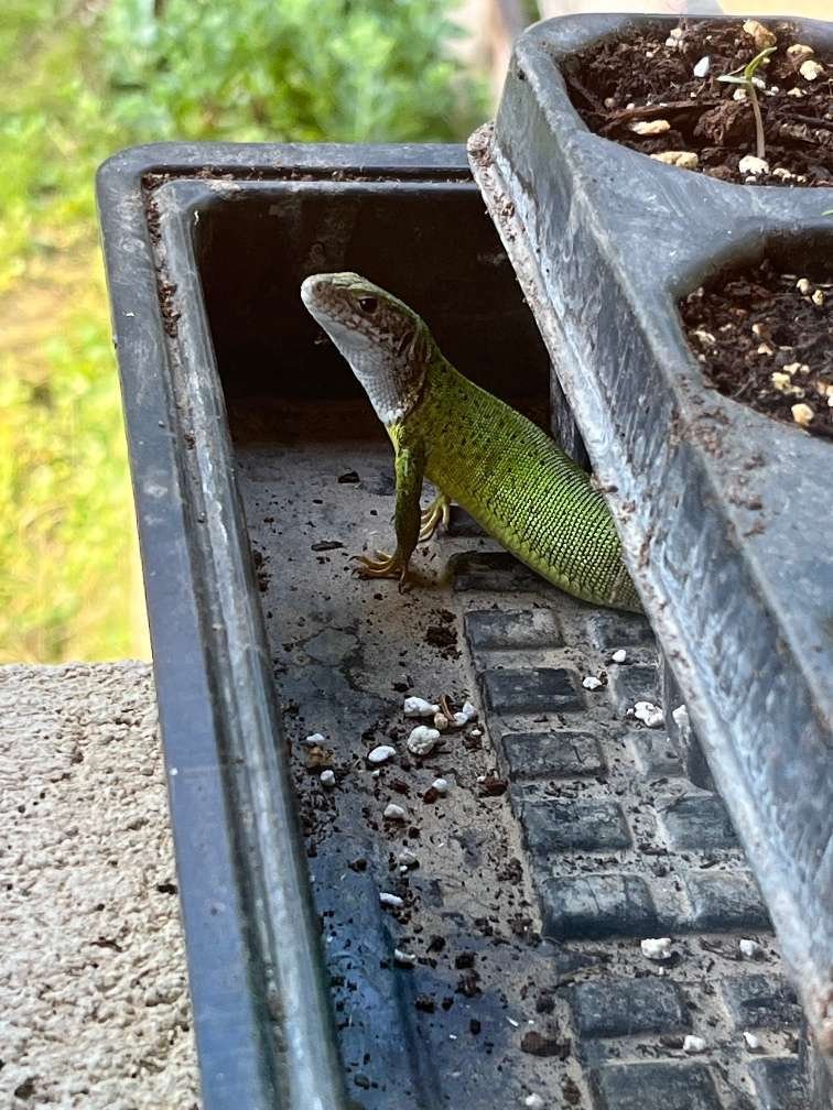 Natuurdorp Balaton: Verwezenlijk uw droom van zelfvoorzienend leven – bei Lengyeltóti, foto 29 van 59