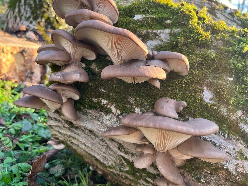 Natuurdorp Balaton: Verwezenlijk uw droom van zelfvoorzienend leven – bei Lengyeltóti, foto 36 van 59