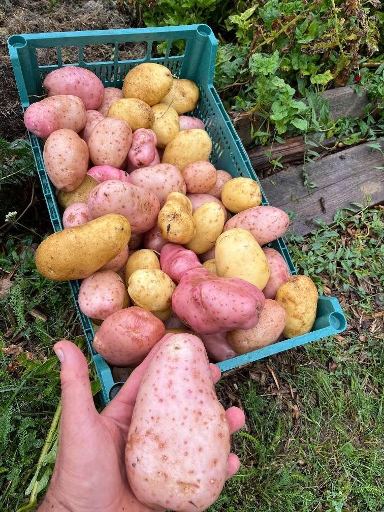Natuurdorp Balaton: Verwezenlijk uw droom van zelfvoorzienend leven – bei Lengyeltóti, foto 38 van 59